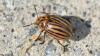 329028 – Photo : Christian Berquer – France (29)